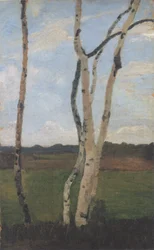 Troncs de bouleaux devant un paysage
